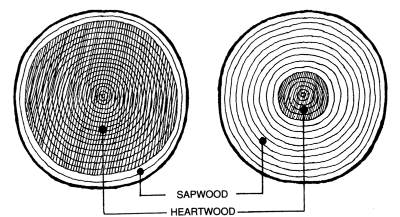 File:Harthout spinthout.png