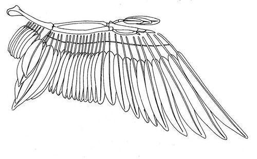 Structuur van een vleugel van een vogel.