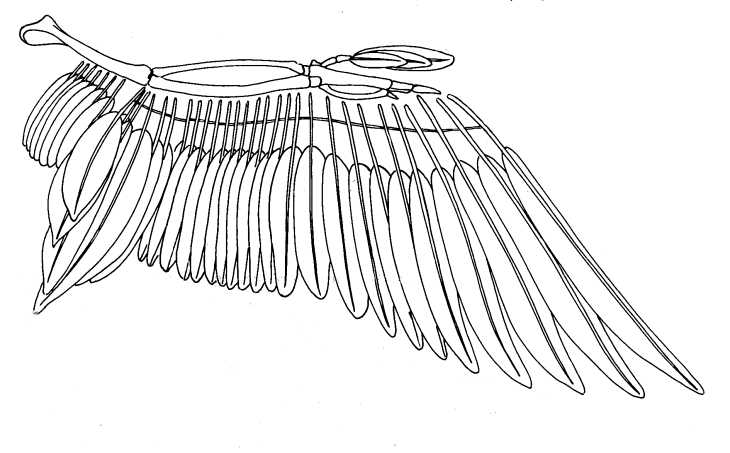 File:Bird-wing-structure-big.jpg