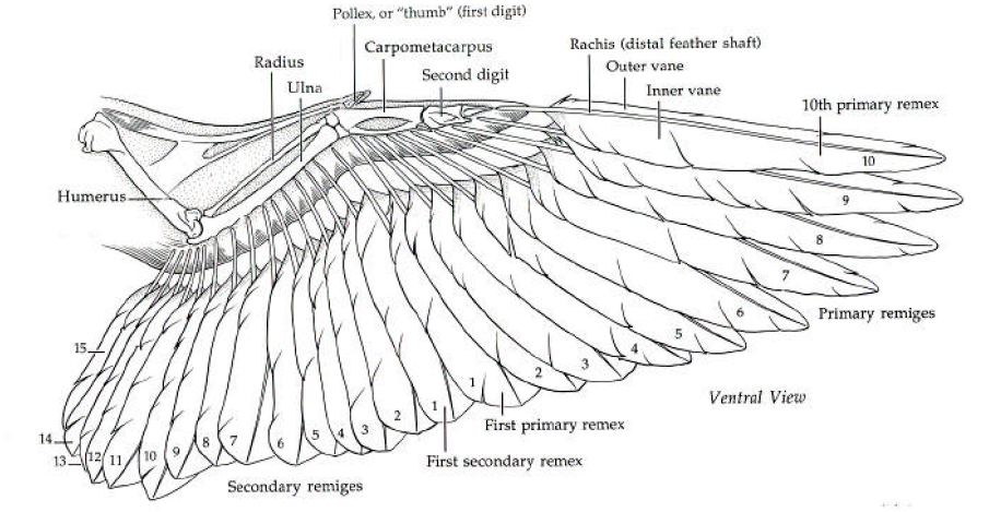 Structuur van een vleugel van een vogel met nummering van de veren.