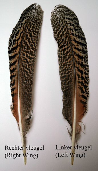 File:Linkse en Rechtse veer DSC 7239.png