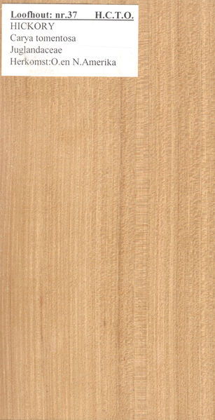 File:Hickory Carya tomentosa Nr 37.jpg