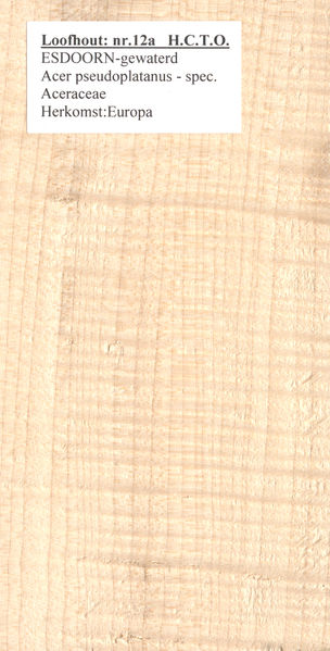 File:Esdoorn Europees Acer pseudoplatanus gewaterd Nr 12a.jpg