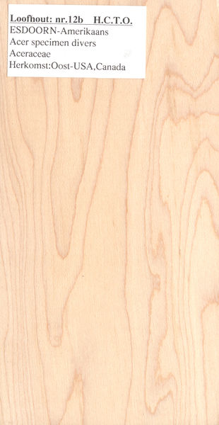 File:Esdoorn Amerikaans Acer specimen Hard Maple Nr 12b.jpg