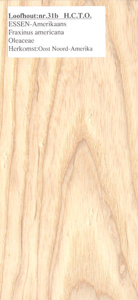 File:ES Amerikaanse Fraxinus americana Nr 31b.jpg