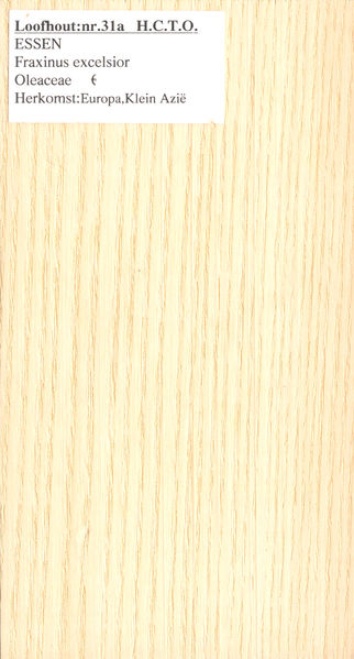 File:Es Europees Fraxinus excelsior Nr 31a.jpg