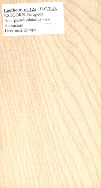 File:Esdoorn Europees Acer pseudoplatanus Nr12a.jpg